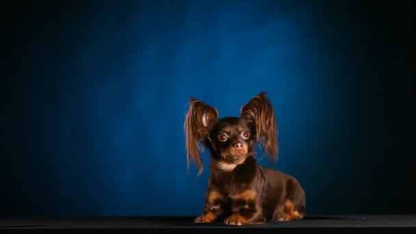 Ritratto di un affascinante terrier giocattolo russo con grandi orecchie arruffate, sdraiato e tremante dal freddo. Il cane posa in studio su uno sfondo blu sfumato nero. Al rallentatore. Da vicino.. — Video Stock