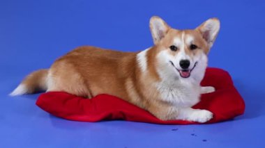 Galli Corgi Pembroke stüdyodaki kırmızı yastığın üzerinde mavi arka planda yatıyor. Evcil hayvan dudaklarını yalıyor ve dikkatlice ileriye bakıyor. Ağır çekim. Kapat..