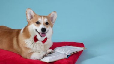 Kırmızı papyonlu Galli Corgi Pembroke cinsinden bir köpek kırmızı bir yastığa uzanır ve ön pençelerini açık bir kitaba koyar. Evcil hayvan stüdyoda mavimsi bir arka planda poz veriyor. Ağır çekim. Kapat..