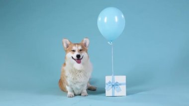 Pembrek Welsh Corgi oturur, sonra uzanır, balonun bağlı olduğu hediyenin yanına. Evcil hayvan stüdyoda mavimsi bir arka planda poz veriyor. Doğum günü konsepti. Ağır çekim. Kapat..