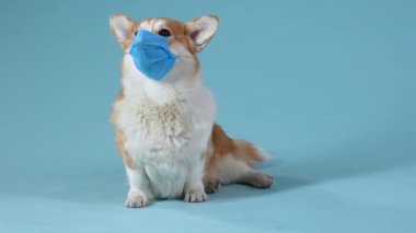 Galli Corgi Pembroke stüdyoda tıbbi bir maskenin içinde mavi bir arka planda oturuyor. İlaç, salgın, covid-19. Ağır çekim. Kapat..