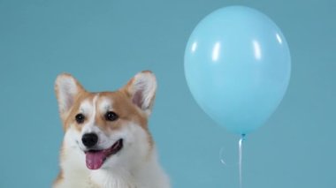 Bir Galli Corgi Pembroke 'un portresi. Dili bir balonun yanında uzanıyor. Evcil hayvan stüdyoda mavimsi bir arka planda poz veriyor. Ağır çekim. Kapat..