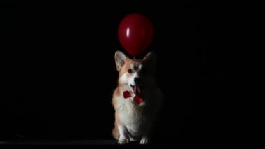 Siyah arka planda, kırmızı papyonlu Galli Corgi Pembroke. Evcil hayvan oturur ve esner, ağzı sonuna kadar açılır ve dili dışarı çıkar, arkasında kırmızı bir balon vardır. Ağır çekim. Kapat..