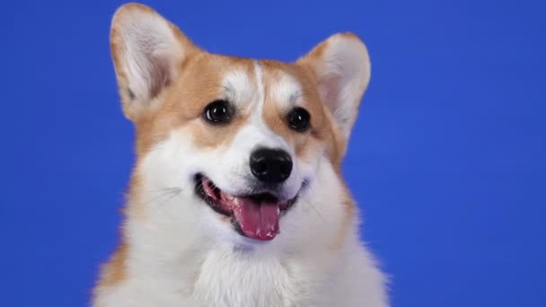 一只品种威尔士科吉彭布罗克的狗的肖像在工作室的蓝色背景。用伸出的舌头捂住狗的嘴.慢动作. — 图库视频影像