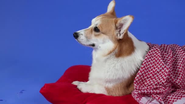 一个疲惫的威尔士科吉 · 彭布罗克犬躺在铺有毯子的红色枕头上的侧视图。这只动物以蓝色背景在演播室里摆姿势.照顾宠物。慢动作靠近点. — 图库视频影像