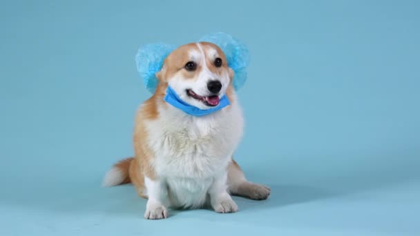 Pembroke Welsh Corgi duduk di studio dengan latar belakang kebiruan. Anjing itu mengenakan topi medis dan masker medis di lehernya. Kedokteran, pandemi, covid-19. Gerakan lambat. Tutup.. — Stok Video