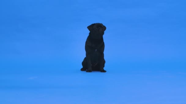 Vorderansicht eines entzückenden Hundes der Rasse Mops, sitzend, aufblickend und bellend. Das Haustier ist im Studio schwarz auf blauem Hintergrund. Zeitlupe. Nahaufnahme. — Stockvideo