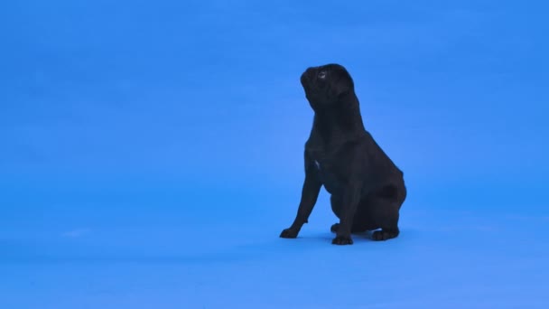 Ein lustiger süßer schwarzer Mops sitzt mit erhobenem Kopf und bellt. Haustier im Studio auf blauem Hintergrund. Zeitlupe. Nahaufnahme. — Stockvideo