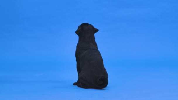 Rückansicht eines schwarzen Hundes der Rasse Mops. Das Haustier sitzt in voller Größe im Atelier auf blauem Hintergrund. Zeitlupe. Nahaufnahme. — Stockvideo