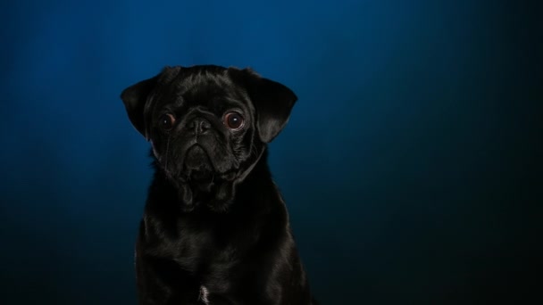 Porträt eines entzückenden schwarzen Mops, der im Studio vor dunkelblauem Hintergrund sitzt und vor sich hinschaut. Großaufnahme eines Maulkorbs für Hunde. Zeitlupe. — Stockvideo