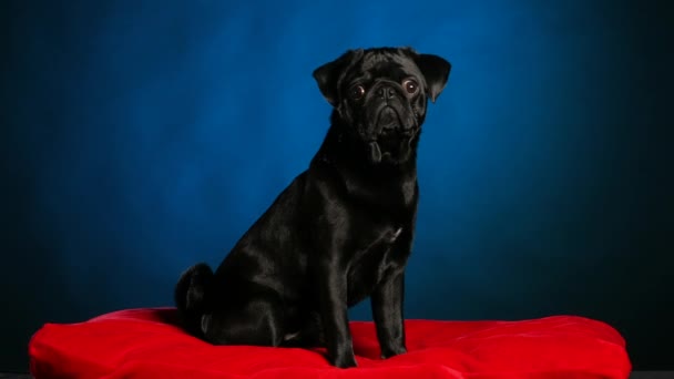 Niedliche schwarze Hündin der Mops-Rasse im Studio auf dunkelblauem Hintergrund. Das Haustier sitzt auf einem roten Kissen und schaut sich um. Zeitlupe. Nahaufnahme. — Stockvideo