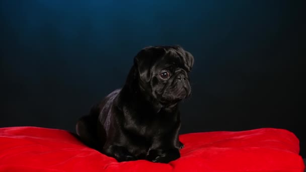 Ein schwarzer Mops liegt auf einem roten Kissen und schaut sich um. Das Haustier posiert im Atelier auf dunkelblauem Hintergrund. Zeitlupe. Nahaufnahme. — Stockvideo