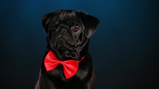 Ein schwarzer Mops mit roter Fliege sitzt da und schaut sich um. Liebenswertes Haustier, das im Studio auf dunkelblauem Hintergrund posiert. Großaufnahme eines Maulkorbs für Hunde. Zeitlupe. — Stockvideo