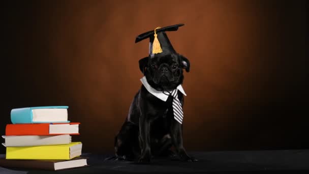 Retrato de un pug inteligente con una gorra académica cuadrada y un cuello blanco con corbata, sentado junto a una pila de libros. La mascota está posando sobre un fondo de degradado negro marrón. En cámara lenta. De cerca.. — Vídeo de stock