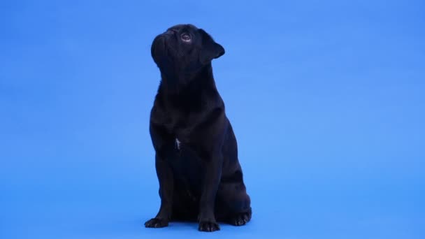 Vista frontale di un adorabile cane della razza carlino, seduto, guardando in alto e abbaiando. L'animale domestico è nero in studio su sfondo blu. Al rallentatore. Da vicino.. — Video Stock