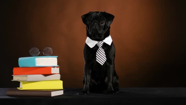 Um pug inteligente em um colarinho branco com um laço senta-se ao lado de uma pilha de livros e óculos. animal de estimação preto posando sobre fundo gradiente preto marrom. Educação, conceito de ciência. Movimento lento. Fechar. — Vídeo de Stock