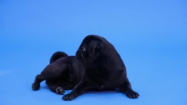 Чорний мопс лежить, дивиться геть, гавкає, а потім носить голову. Тварина в студії на синьому фоні. Повільний рух. крупним планом . — стокове відео