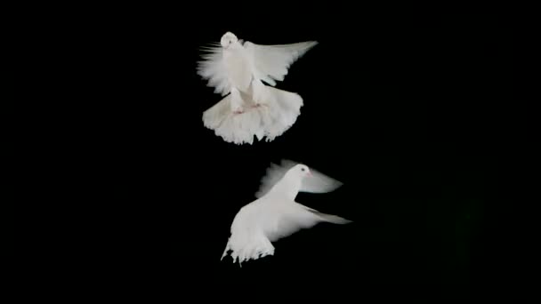 Pair of beautiful doves with white plumage flies up and fly in studio on a black background. Isolated bird flaps its wings in the air. The circus pigeon hovers close up in slow motion. — Stock Video