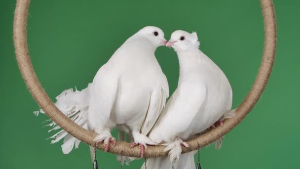 Un par de palomas con hermoso plumaje blanco se asienta en un círculo decorativo. Pájaros entrenados en circo posando en el estudio en una tecla croma de pantalla verde. Ligar suavemente con los pájaros. Movimiento lento. — Vídeos de Stock