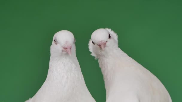 Pair of pigeons with beautiful white plumage are posing in the studio on a green screen chroma key. Real thoroughbred pigeons, isolated. Bird heads close up. Slow motion. — Stock Video