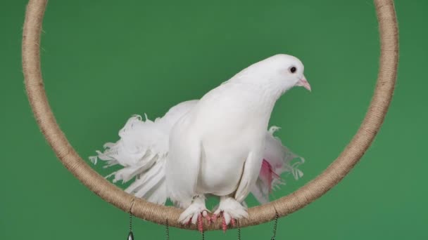 Uma pomba real com plumagem branca bonita senta-se no anel e olha em volta. Pássaro posando em estúdio na tecla chroma tela verde. O pássaro do circo fechou. Movimento lento. — Vídeo de Stock