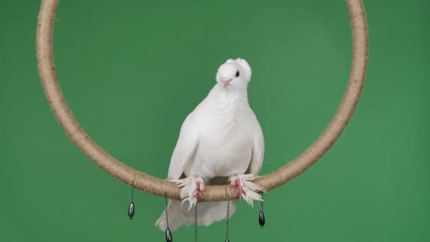 A real dove with beautiful white plumage sits on the ring and looks around. Bird posing in studio on green screen chroma key. Circus bird close up. Slow motion. — Stock Video