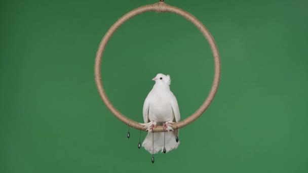 Na prstenu sedí skutečná holubice s krásným bílým peřím a rozhlíží se kolem. Pták pózuje ve studiu na zelené obrazovce chroma key. Cirkusák. Zpomalený pohyb. — Stock video