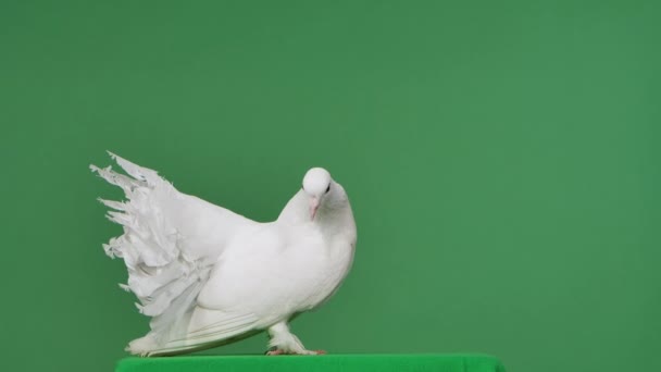 Vista laterale di una bellissima colomba con piume bianche. Bird si siede in studio con chiave cromatica a schermo verde. La colomba piumata si è sporcata la coda. Chiudete. Rallentatore. — Video Stock