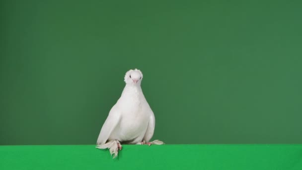 Os pombos com plumagem bonita branca sentam-se em um estúdio com uma chave de croma de tela verde. Os pássaros posam, espalham as caudas e coo. Fecha. Movimento lento. — Vídeo de Stock