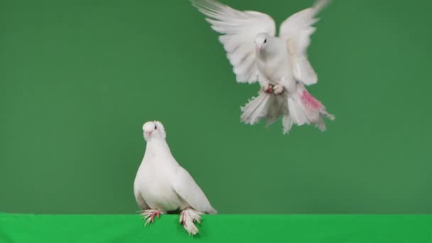 Uma pomba com plumagem branca olha em volta, e outra pomba voa até ela. Os pássaros estão posando sentados no estúdio com uma tela verde. Chave Chroma. Pássaro de penas de perto. Movimento lento. — Vídeo de Stock