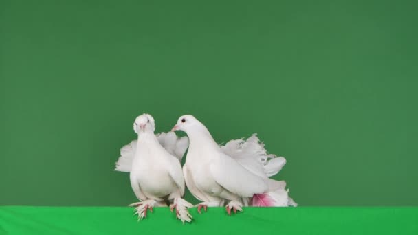 Duas pombas brancas adoráveis com bela plumagem sentam-se ao lado umas das outras. Um pássaro bate as asas e voa para longe. Os pássaros estão posando sentados em estúdio com tela verde. Chave Chroma. Fecha. Movimento lento — Vídeo de Stock