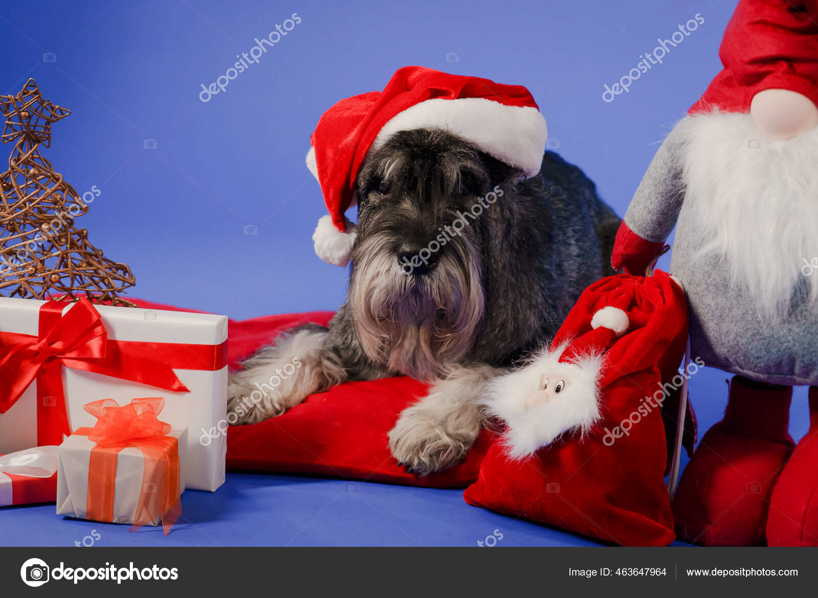 Mitelschnauzer med en jultomte hatt ligger på en röd kudde bredvid