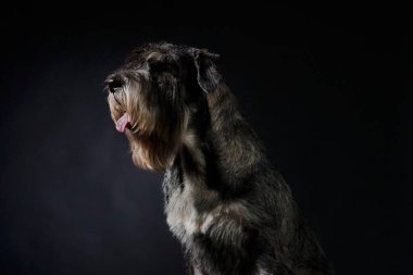 Stüdyoda siyah eğimli bir arka planda bir köpek yavrusu eldiveni portresi var. Evcil hayvan dili açık oturur ve önüne bakar. Kapat..