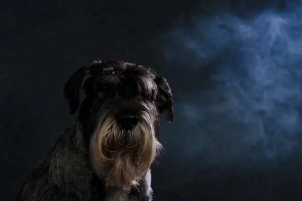 Frontal portrait of a mittel schnauzer in a dark smoky studio on a black background. The pet looks at the camera with a serious gaze. Close up of a dogs muzzle.
