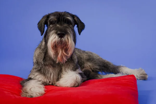 Schnauzer leży z przednimi łapami na czerwonej poduszce. Pet w studio na niebieskim tle. Zamknij się.. — Zdjęcie stockowe