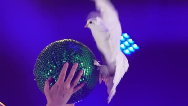 Auftritt einer jungen Frau mit ausgebildeter Taube. Vogel mit weißem Gefieder bewegt sich auf grün glänzendem Ball und flattert mit den Flügeln. Zirkusvorstellung im dunklen Studio mit dynamischem blauem Licht. Aus nächster Nähe. Zeitlupe. — Stockvideo