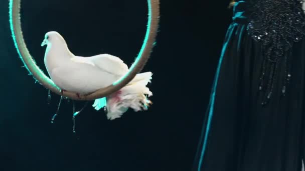 Performance of trained white pigeons. Beautiful woman rotates birds on ring. Circus show with beautiful birds in dark studio against background of bright colored lights. Close up. Slow motion. — Stock Video