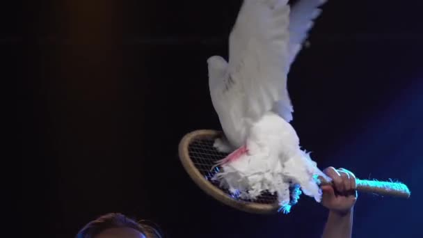 Charming woman shows tricks with trained white dove. Bird flaps its wings and follows the trainer commands. Circus performance in a dark studio with beautiful stage lighting. Close up. Slow motion. — Stock Video