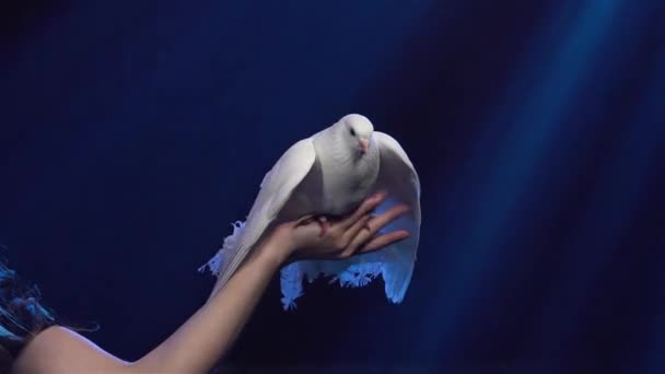 La mano femenina sostiene la paloma blanca con un hermoso plumaje y una pluma rosa. Bird agita sus alas y extiende su cola. Paloma entrenada en circo de cerca contra el fondo de luces brillantes. Movimiento lento. — Vídeos de Stock