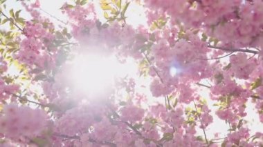 İlkbaharda Japon Bahçesinde Kiraz Çiçekleri, Çiçek İmajı 'nda Sakura Çiçekleri, gün ışığının arka planında...