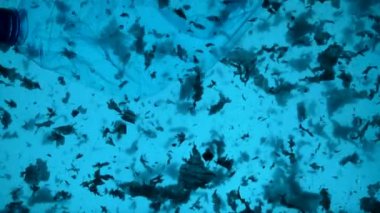 Okyanustaki plastik kirliliği konseptinin sualtı görüntüleri.