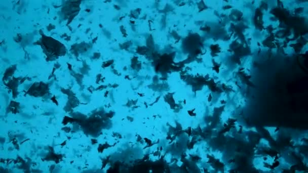 Підводні кадри концепції проблеми забруднення в океані . — стокове відео