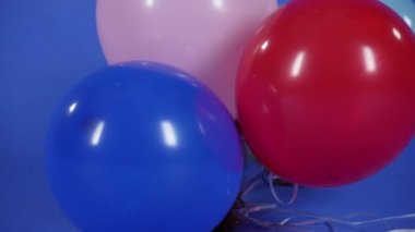 Yorkshire Teriyeri pençeleriyle dört jel toptan oluşan bir kurdele tutuyor ve onları çiğniyor. Stüdyoda kafasında pembe elastik bant olan sevimli bir hayvan mavi arka planda. Ağır çekim. Kapat..