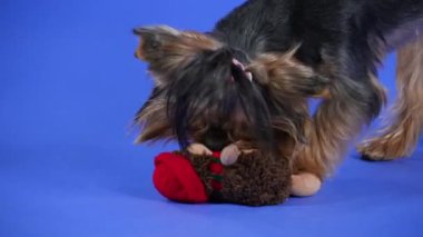 Yorkshire Teriyeri stüdyoda mavi arka planda oynuyor. Köpek, kirpi şeklinde yumuşak bir oyuncağı yakalar ve çiğner. Evcil hayvanlar için oyunlar ve eğlence. Ağır çekim. Kapat..
