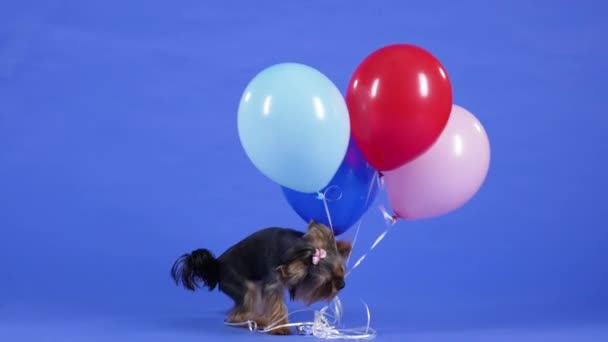 En Yorkshire Terrier har band från fyra gelballonger i munnen. Bedårande husdjur med en rosa elastisk band på huvudet i studion på en blå bakgrund. Grattis på födelsedagen. Sakta i backarna. Närbild. — Stockvideo