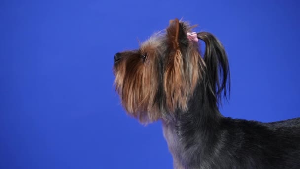 Potret profil Terrier Yorkshire di studio dengan latar belakang biru. Hewan peliharaan melihat ke depan dengan hati-hati, menjilat bibirnya. Gerakan lambat. Tutup.. — Stok Video