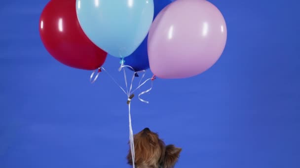 El Yorkshire Terrier agarra con sus dientes las cintas de los cuatro globos de gel multicolores que cuelgan en el aire y los baja. Mascota en el estudio sobre un fondo azul. En cámara lenta. De cerca.. — Vídeo de stock