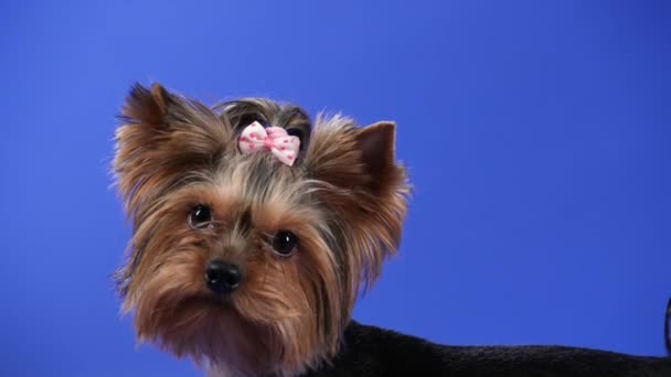 Vista lateral de un perro Yorkshire Terrier en el estudio sobre un fondo azul. Una mascota adorable con una banda elástica rosa en la cabeza mira hacia arriba, luego gira y mira a la cámara. En cámara lenta. De cerca.. — Vídeo de stock