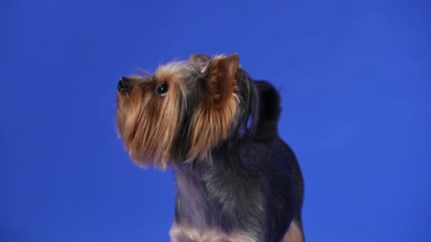 Portrait of a Yorkshire Terrier in the studio on a blue background. A funny decorative dog wagging its tail, lifting its head looks up and looks around. Slow motion. Close up. — Stock Video