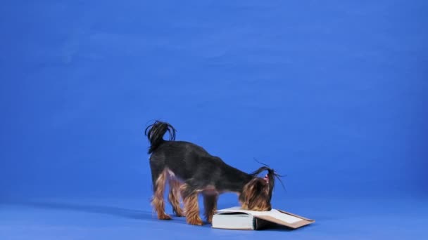 O terrier esperto de Yorkshire vira as páginas de um livro grosso. O animal de estimação está lendo no estúdio em um fundo azul. Movimento lento. — Vídeo de Stock